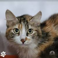 Katzen Ausland