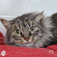 Katzen Ausland