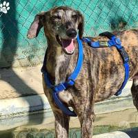 Hunde Ausland