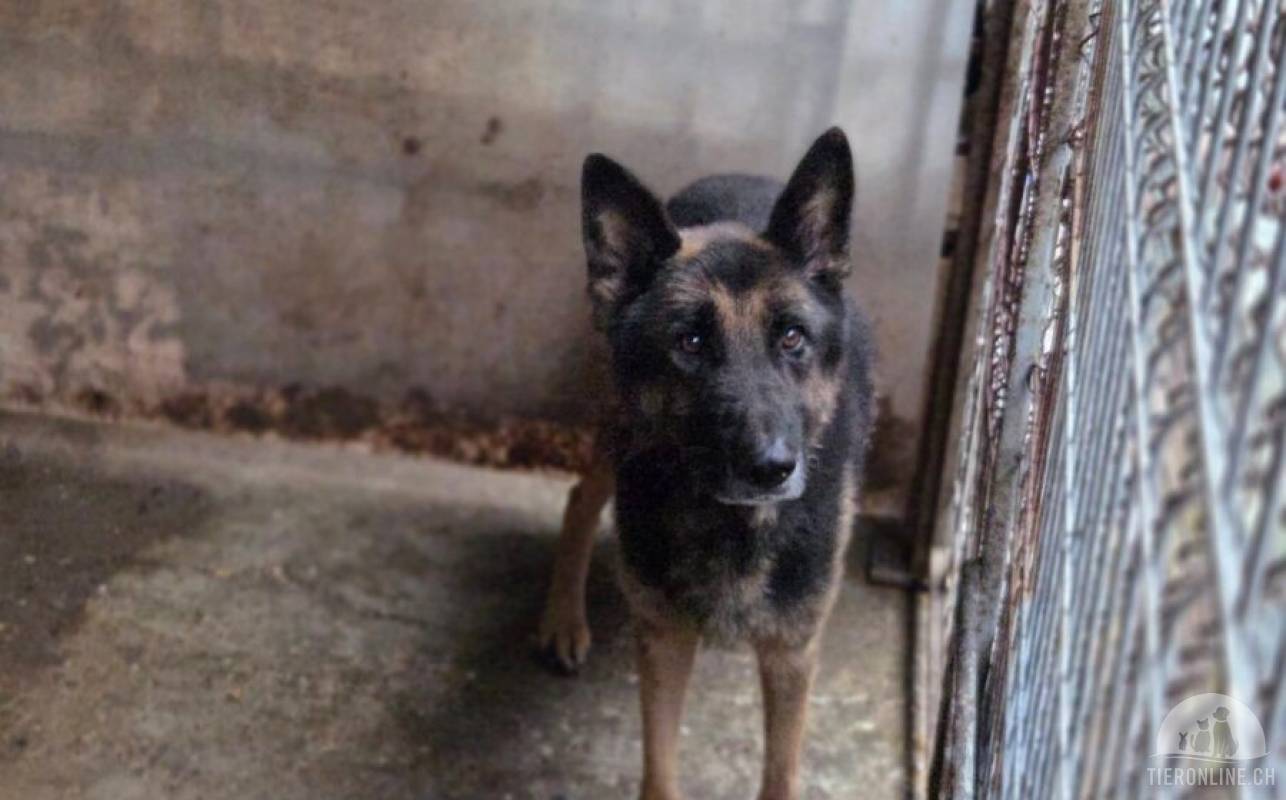 Axel sucht Zuhause zum Gesunden