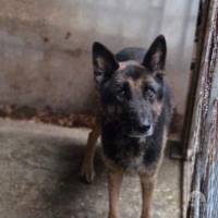Hunde Ausland