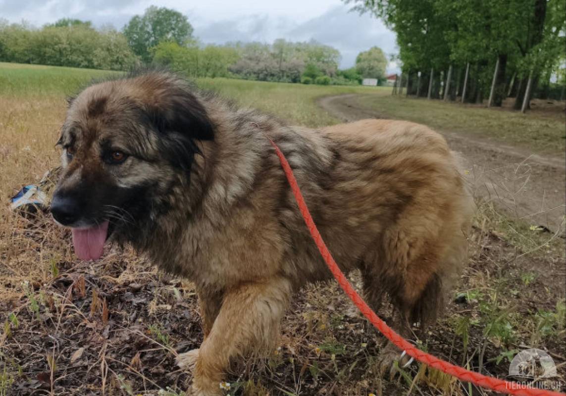 Hunde Ausland
