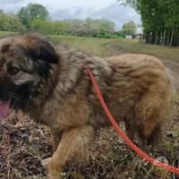 Hunde Ausland