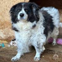 Hunde Ausland