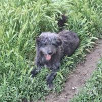 Hunde Ausland