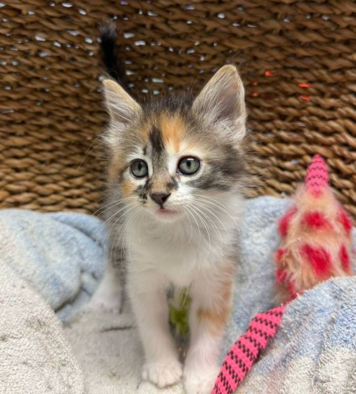 Dreifarbiges Katzenmädchen zum Verlieben