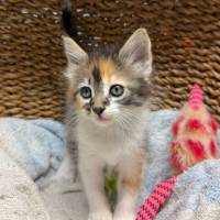 Katzen Ausland