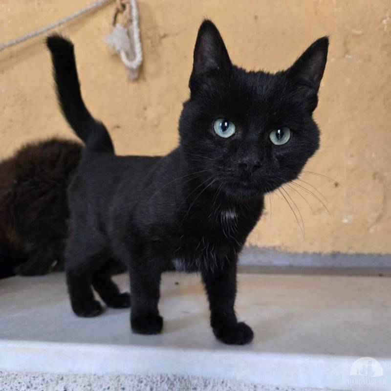 Eleganter Mini-Panther sucht Kuschelplatz