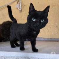 Katzen Ausland
