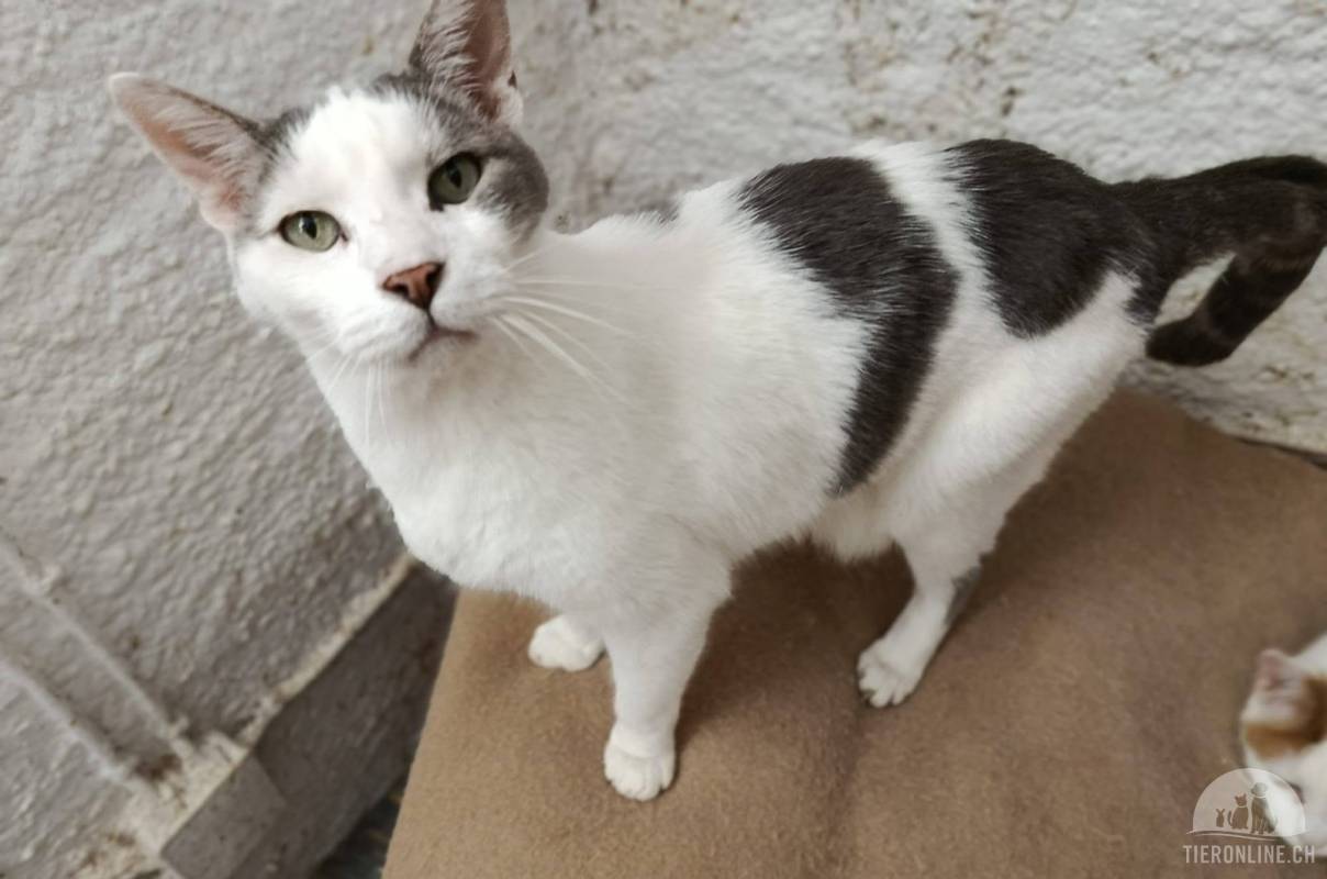 Liebevolle Kuhkatze in Grau-Weiss sucht ein kuscheliges Körbchen