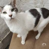 Katzen Ausland
