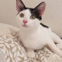 Katzen Ausland