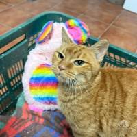 Katzen Ausland