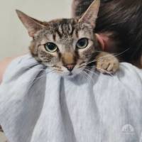 Katzen Ausland