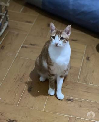 Katzen Schweiz