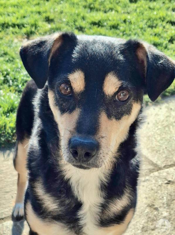 Bess, die kleine Herzensbrecherin