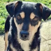 Hunde Schweiz