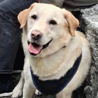 Hunde Schweiz