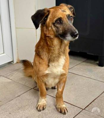 Hunde Ausland