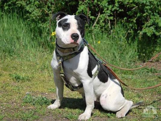 Hunde Ausland