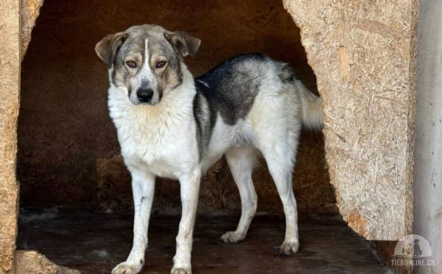 Hunde Ausland