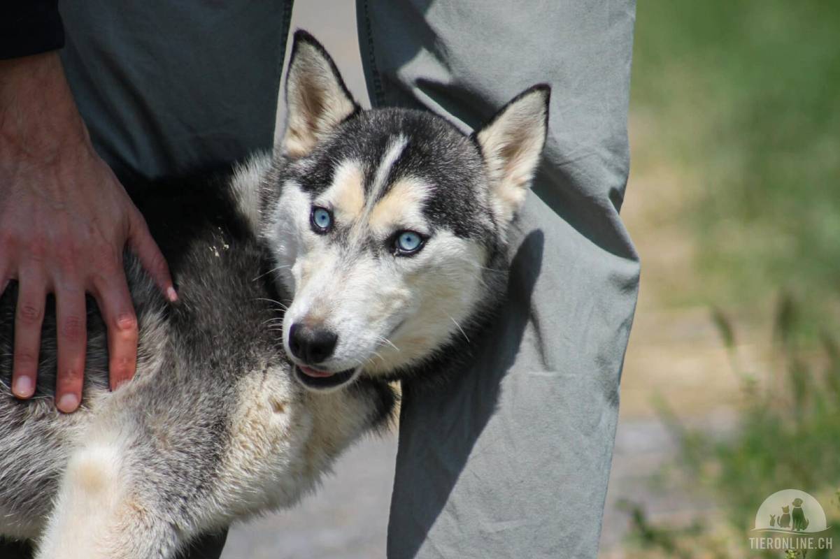 Celine unsere Hübsche Blauäugige