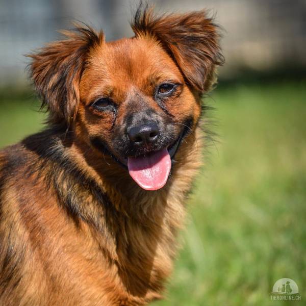 Hunde Schweiz