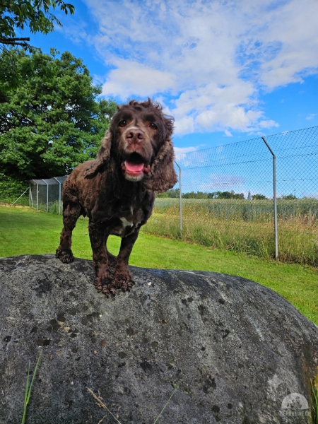 Hunde Schweiz