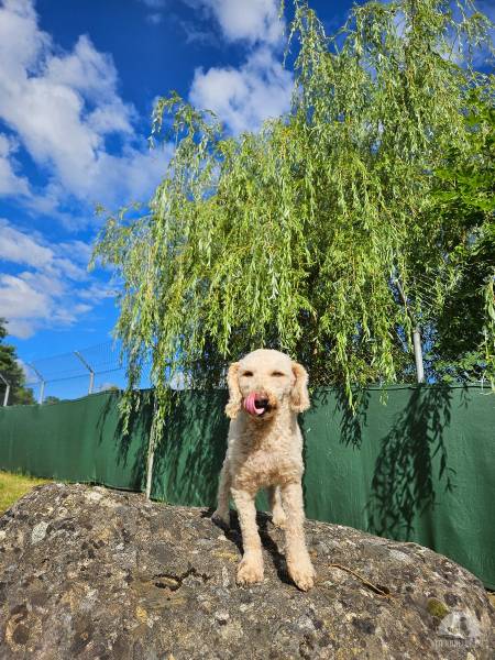 Hunde Schweiz