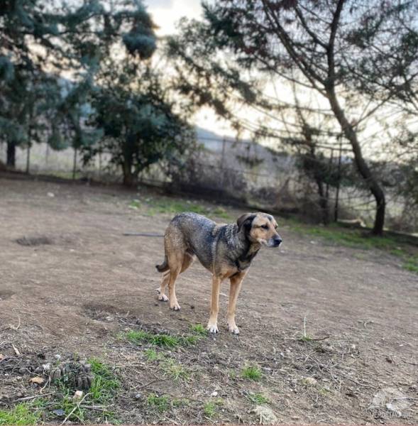 Hunde Ausland