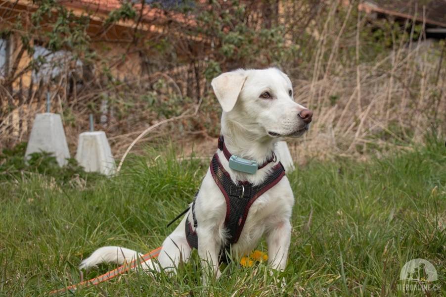 Hunde Schweiz