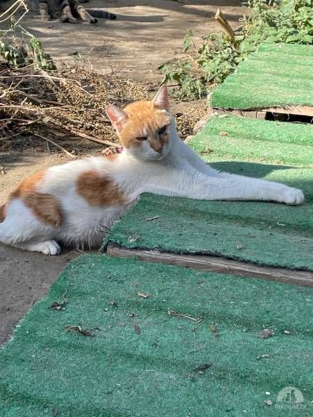 Scotty- ich bin ein ruhiger, freundlicher Kater, ich genieße jede Aufmerksamkeit.