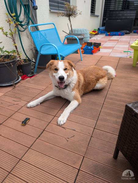 Hunde Schweiz