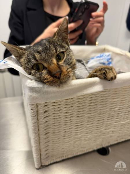 Katzen Ausland