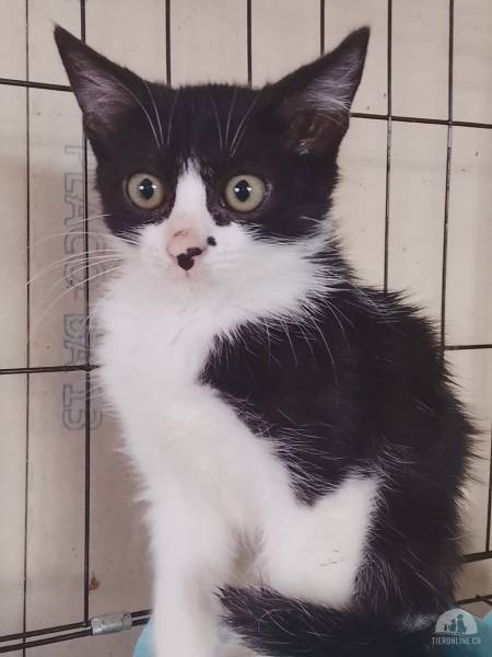 Katzen Ausland