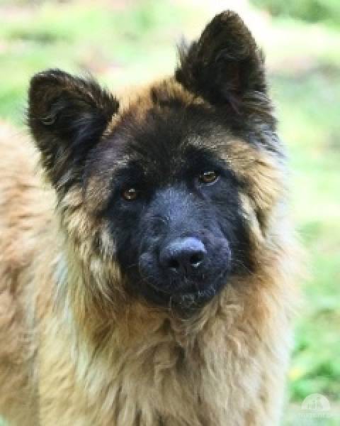 Hunde Ausland