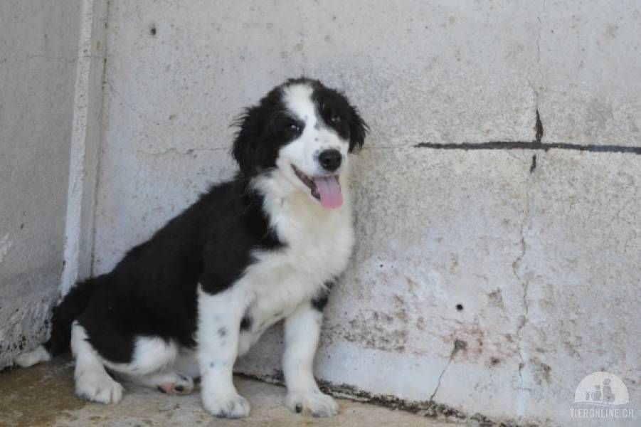 Hunde Ausland