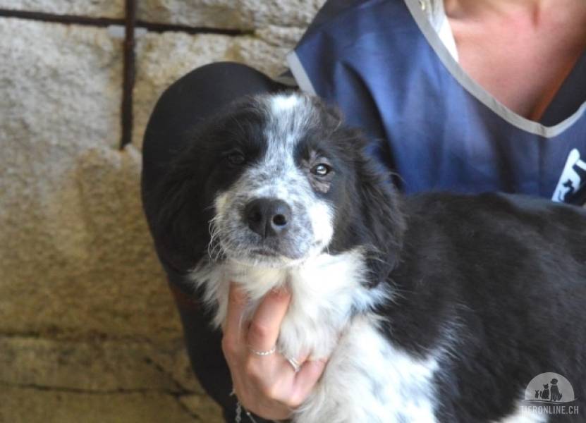 Hunde Ausland