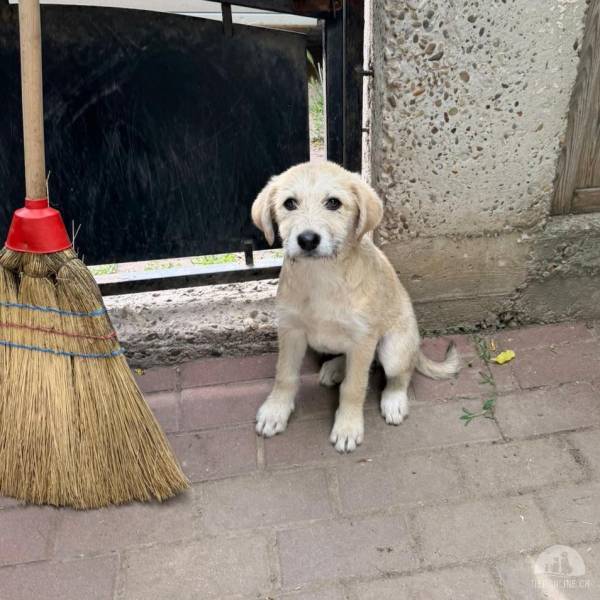 Hunde Ausland