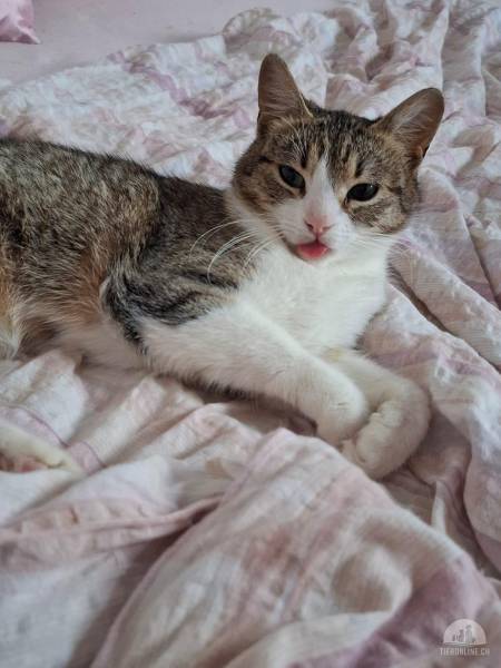 Katzen Ausland