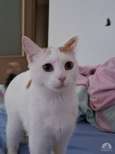 Katzen Ausland