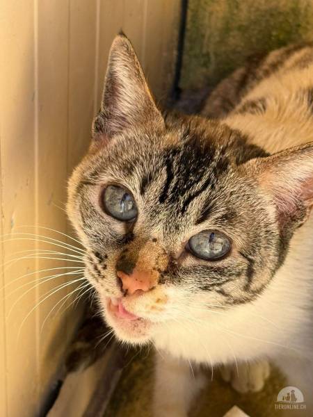 Katzen Ausland