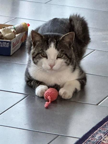 Katzen Schweiz