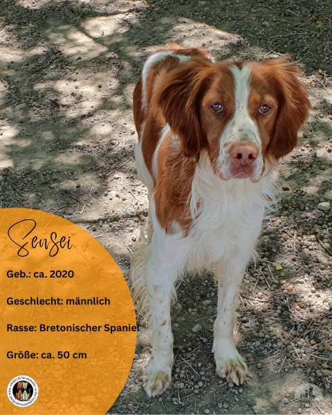 Hunde Ausland