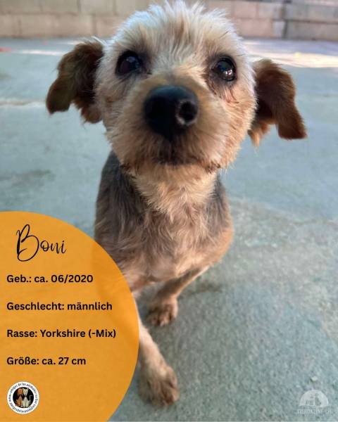 Hunde Ausland