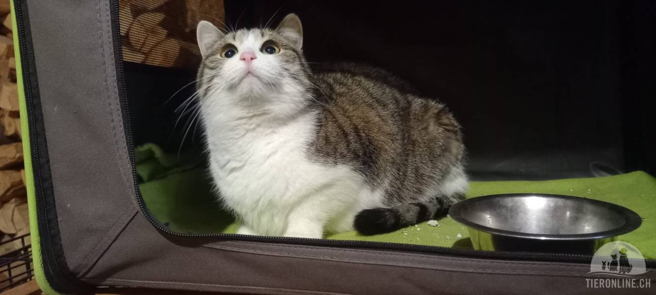 Katzen Ausland