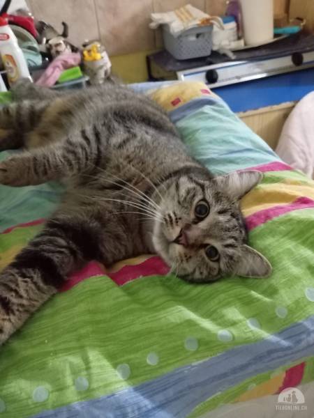 Katzen Ausland