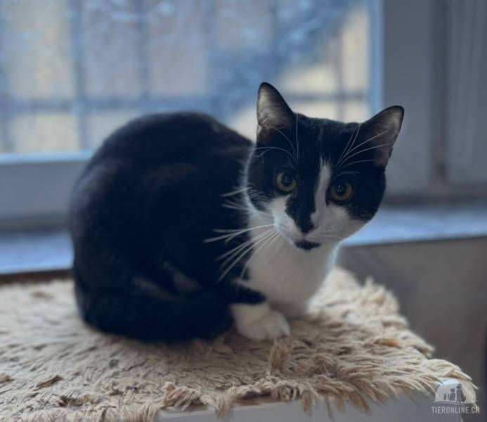 Katzen Ausland