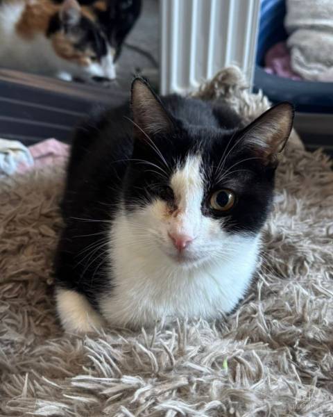 Katzen Ausland