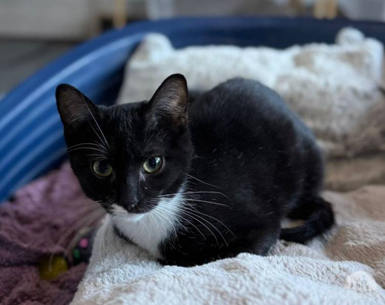 Katzen Ausland